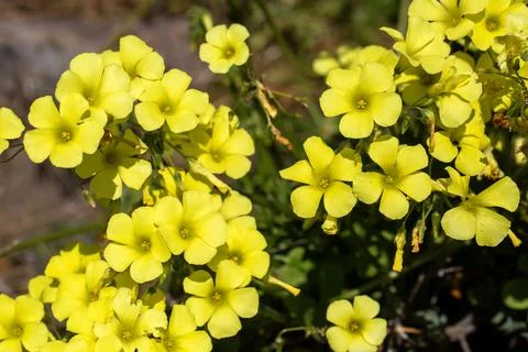 Full frame background of yellow Bermuda buttercup Oxalis pes caprae flowers.. Stock Photos