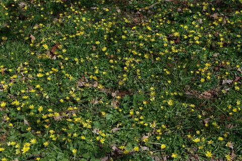 Full frame background of yellow wild flowers and green foliage Stock Photos
