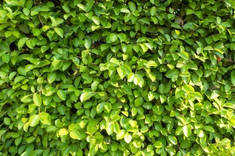Full frame Banyan Tree or Ficus annulata background and texture Stock Photos