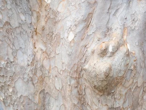Full frame bark of tree for natural background and texture Stock Photos