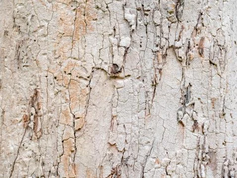 Full frame bark of tree for natural background and texture Stock Photos