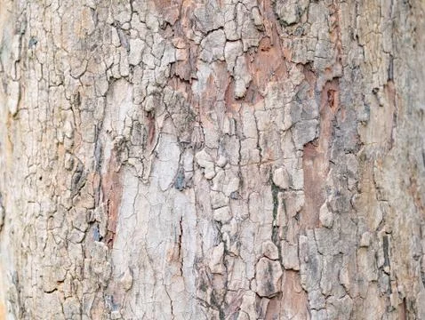 Full frame bark of tree for natural background and texture Stock Photos
