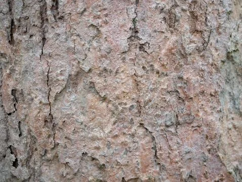 Full frame bark of tree for natural background and texture Stock Photos