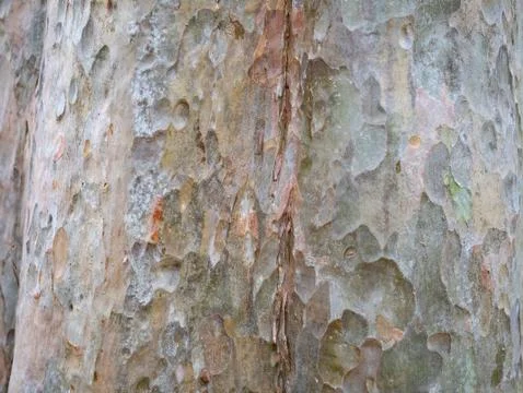 Full frame bark of tree for natural background and texture Stock Photos