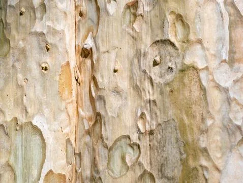 Full frame bark of tree for natural background and texture Stock Photos