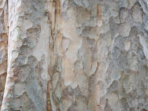 Full frame bark of tree for natural background and texture Stock Photos