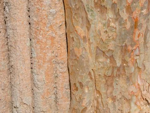 Full frame bark of tree for natural background and texture Stock Photos