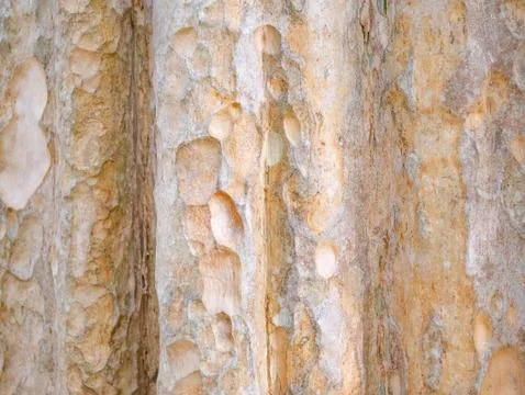 Full frame bark of tree for natural background and texture Stock Photos