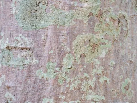 Full frame bark of tree for natural background and texture Stock Photos