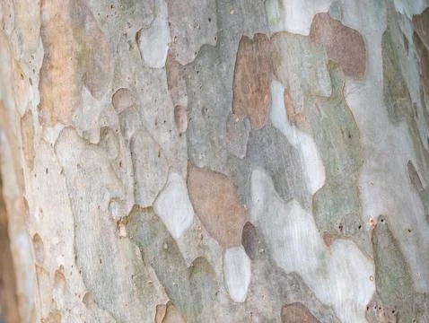 Full frame bark of tree for natural background and texture Stock Photos