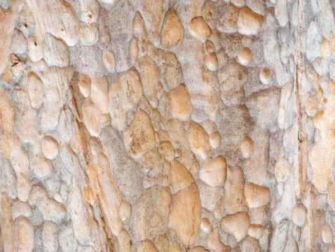 Full frame bark of tree for natural background and texture Stock Photos