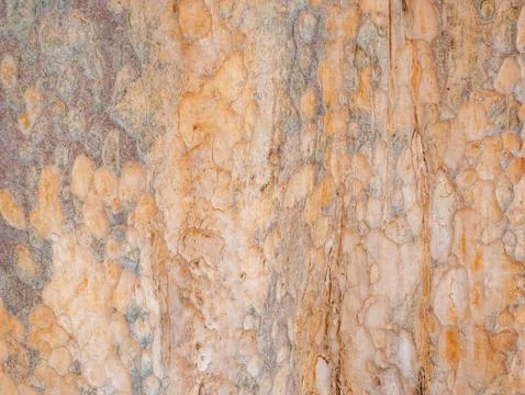 Full frame bark of tree for natural background and texture Stock Photos