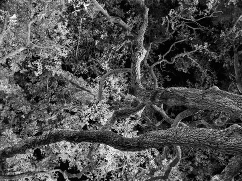 Full Frame, Branches of Oak Tree at Night, Black and White, High Contrast Stock Photos