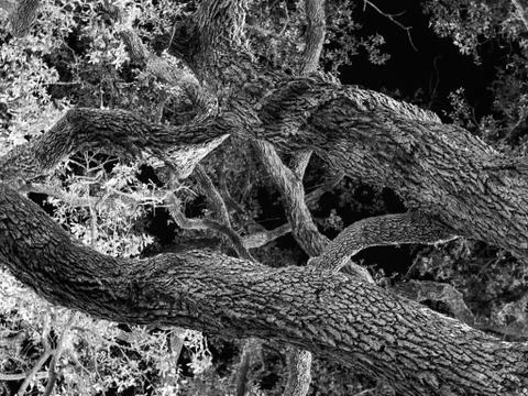 Full Frame, Branches of Oak Tree at Night, Black and White, High Contrast Stock Photos