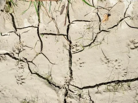 Full frame of a clay soil with grass Stock Photos