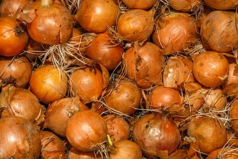 Full frame close-up background of root sprouted onions in wet cold basement Stock Photos