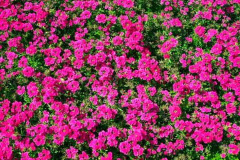 Full frame close up background of a summer flower bedding display Stock Photos