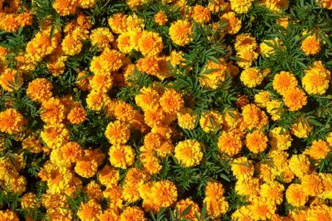 Full frame close up background of a summer flower bedding display Stock Photos