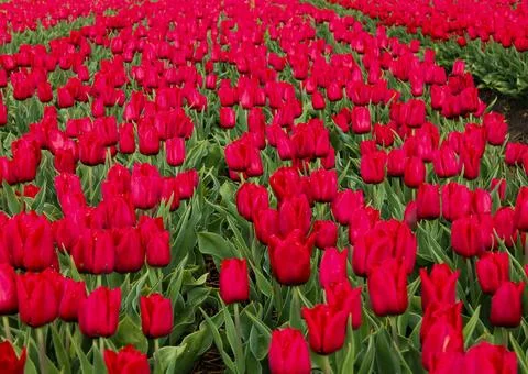 Full frame close-up of dark red tulip flowers in Netherlands Stock Photos