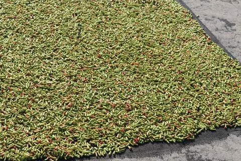 Full Frame Close Up of Fresh Green Cloves Drying on Mesh Mat Fotos Stock