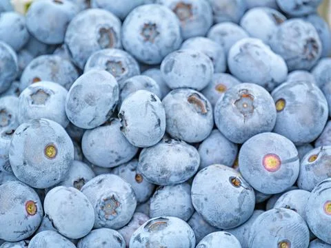 Full-Frame Close-Up of Fresh Ripe Blueberries Stock Photos
