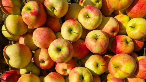 A full frame close-up of freshly picked red and yellow apples, illustrating.. Stock Photos