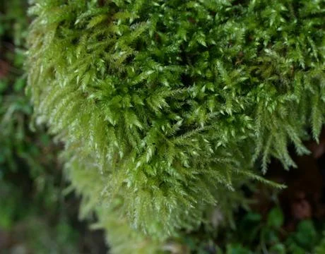 Full frame close up image of green moss showing foliage detail Stock Photos