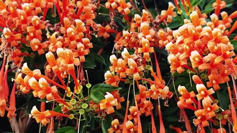 Full frame close up of orange trumpet vine flowers background. Stock Footage 340335875