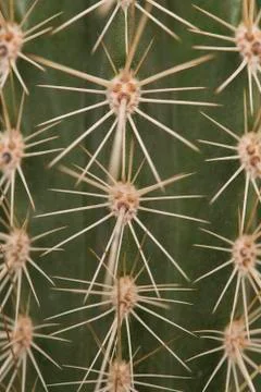 Full frame close up of prickly thorn of a green cactus in straigh lines in a  Stock Photos