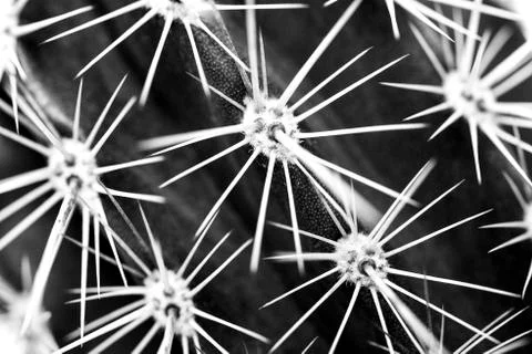 Full frame close up of prickly thorn of a green cactus in diagonal lines in b Foto stock
