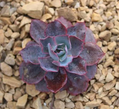 Full frame close up of red and grey coloured succulent foliage Stock Photos