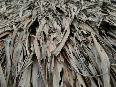 A full-frame close-up showing a dense, layered texture of dried, weathered .. Stock Photos