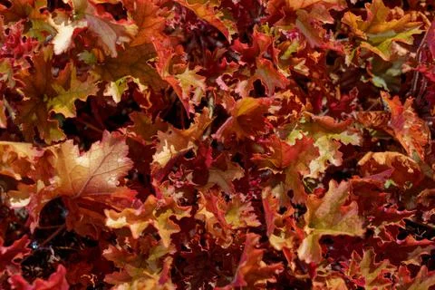 Full frame closeup Autumn leafs Stock Photos