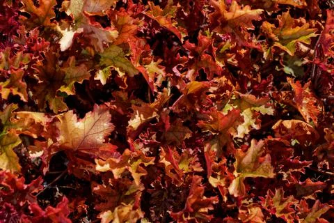 Full frame closeup Autumn leafs Stock Photos