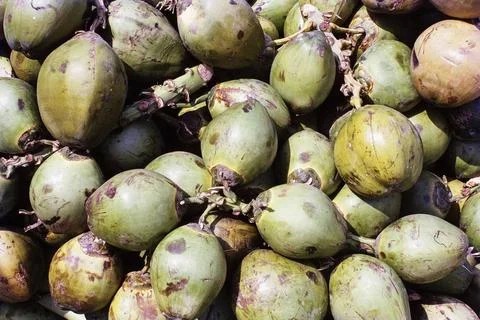Full frame of coconuts, Mumbai, India, Asia Copyright: xNitinxKelvalkar/Di... Stock-Fotos