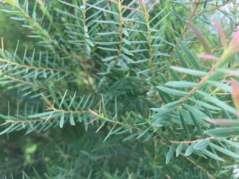 Full frame of common juniper pine in garden Stock Photos
