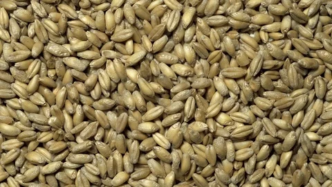 Full-frame of Common wheat whole grains in rotation. Stock Footage 123621940