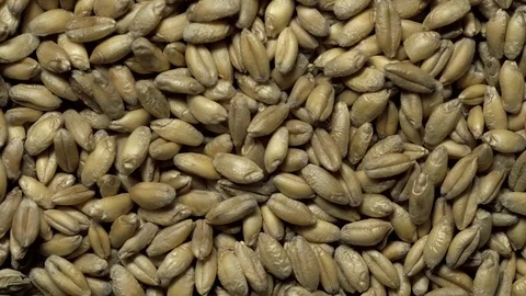 Full-frame of Common wheat whole grains in rotation. Stock Footage 123622084