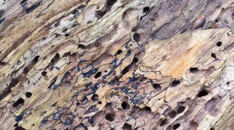 Full frame of decaying tree bark in shades of brown with holes Stock Photos