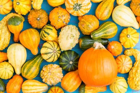 Full frame of decorative squashes Stock Photos