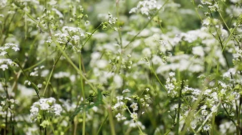 Full frame Elderflower spring nature background Video stock 49958435