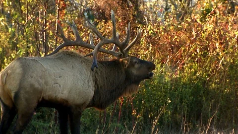 Full Frame Elk Bugle Video stock 106739477