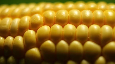 Full Frame Extreme Close Up Slider Shot macro lens of Corn Cob Texture in 50p Stock Footage 337642673