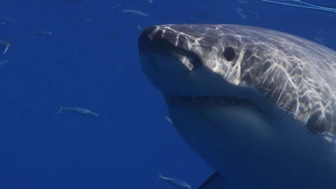 Full frame face closeup of great white shark Stock Footage 94836507
