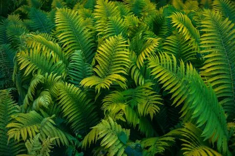 Full frame of Ferns polypodiopsida or japanese fern, green natural background Stock Photos