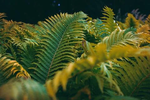 Full frame of Ferns polypodiopsida or japanese fern, green natural background Stock Photos