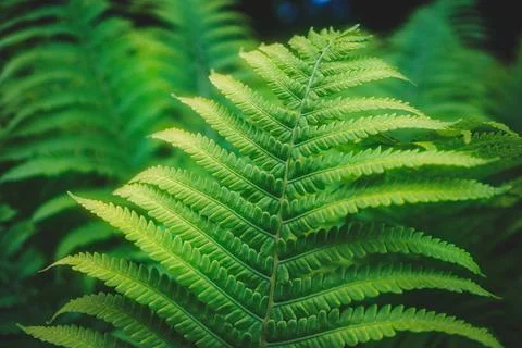 Full frame of Ferns polypodiopsida or japanese fern, green natural background Stock Photos