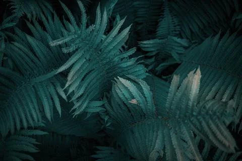 Full frame of Ferns polypodiopsida or japanese fern, green natural background Stock Photos