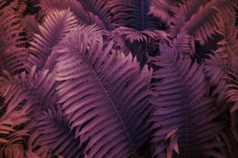 Full frame of Ferns polypodiopsida or japanese fern, toned purple natural bac Stock Photos