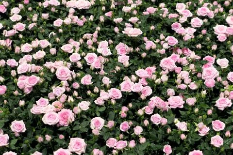 Full frame field or rosa pink roses Stock Photos
